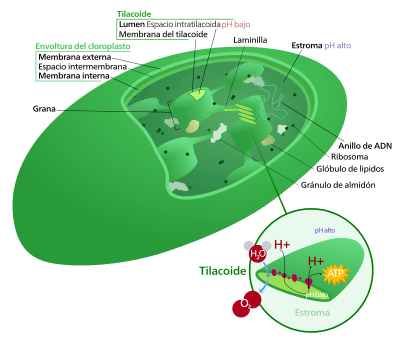 400px-chloroplast_28borderless_version29-es.svg_